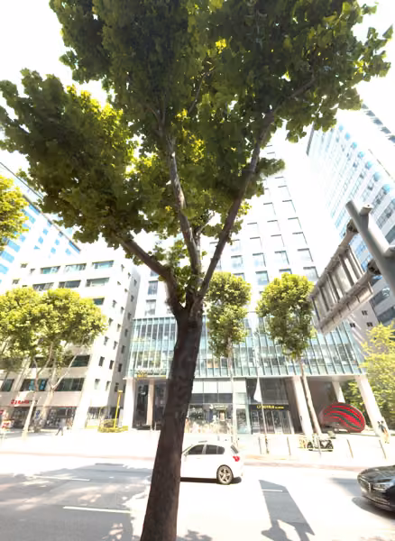 tree photo