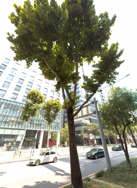 tree photo