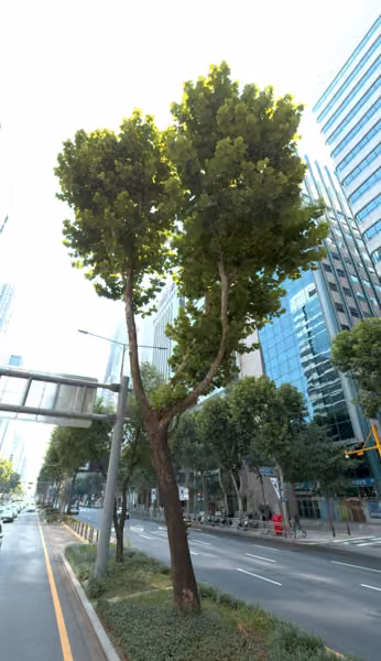 tree photo