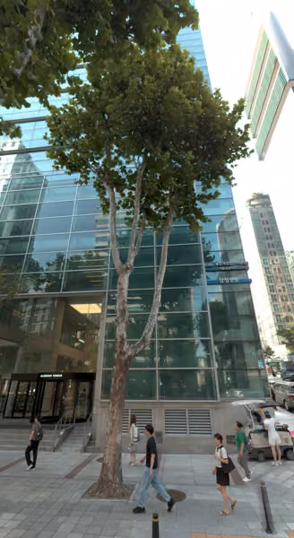 tree photo