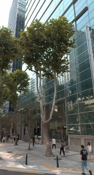 tree photo