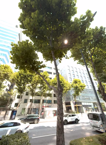 tree photo