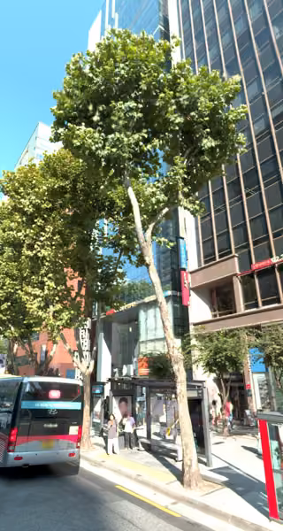 tree photo