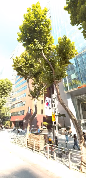 tree photo