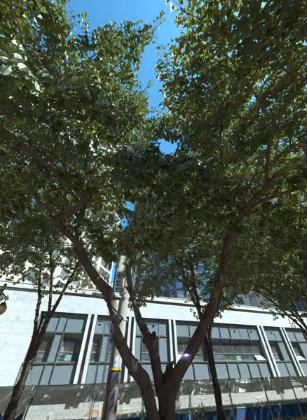 tree photo