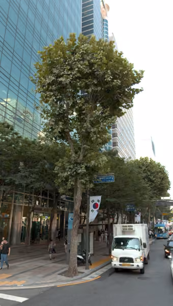 tree photo
