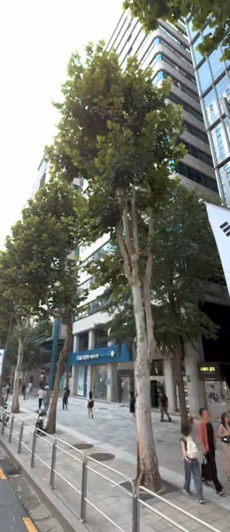 tree photo