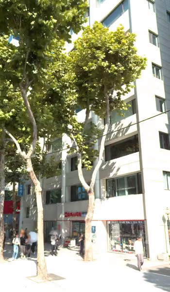 tree photo
