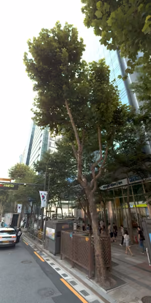 tree photo
