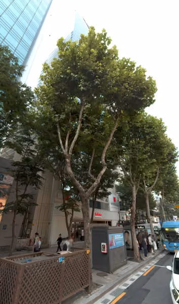 tree photo