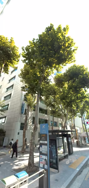 tree photo