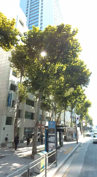 tree photo