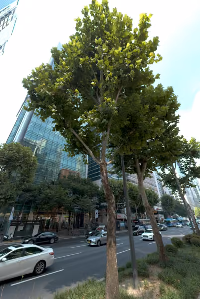 tree photo