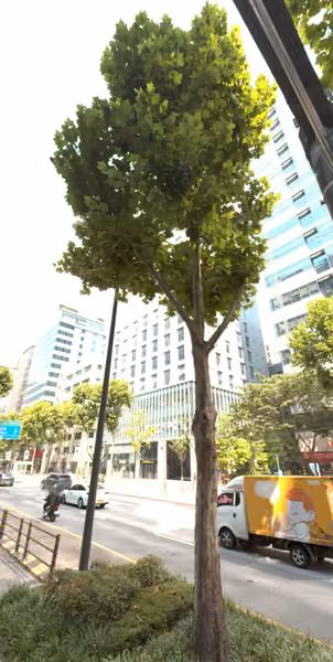 tree photo