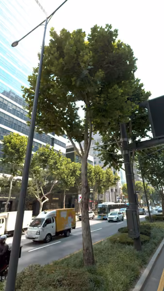 tree photo