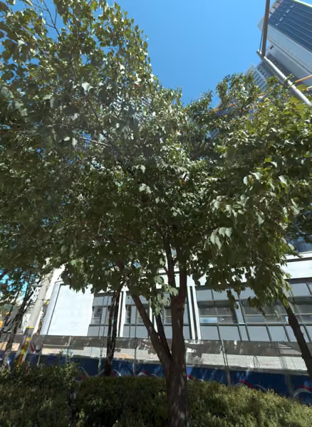 tree photo