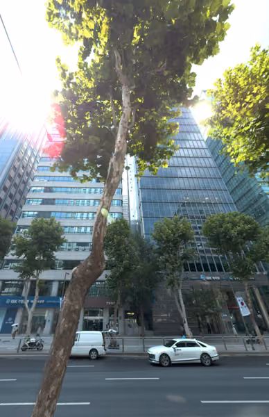 tree photo