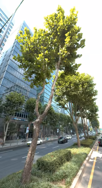tree photo