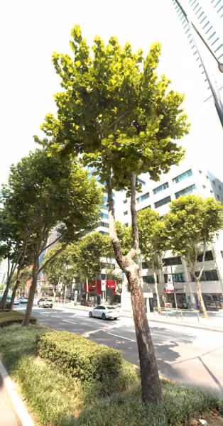 tree photo