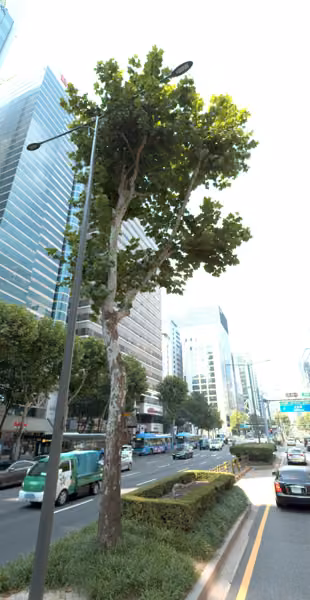tree photo