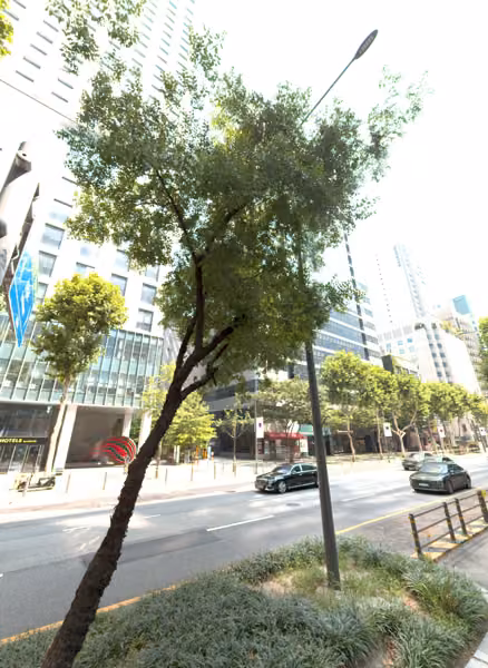 tree photo