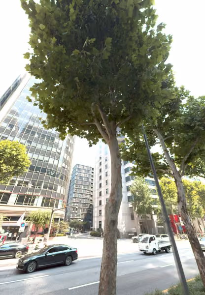tree photo