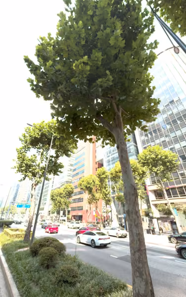 tree photo
