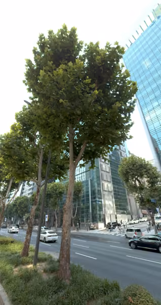 tree photo