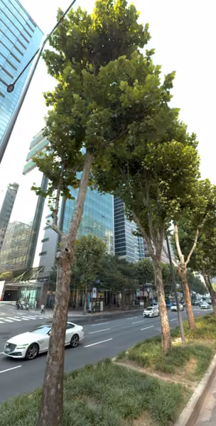 tree photo