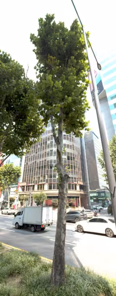 tree photo