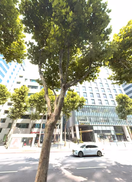 tree photo