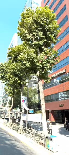 tree photo