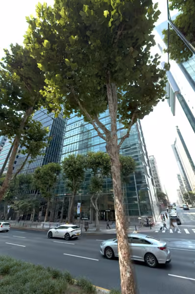 tree photo