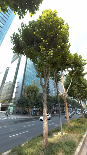 tree photo