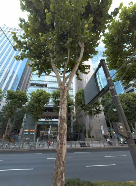 tree photo
