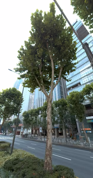 tree photo