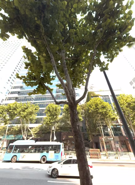 tree photo