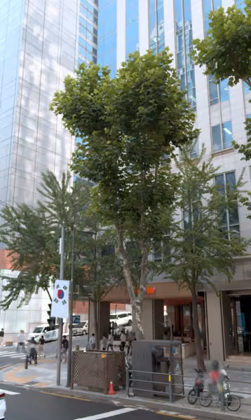 tree photo