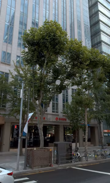 tree photo