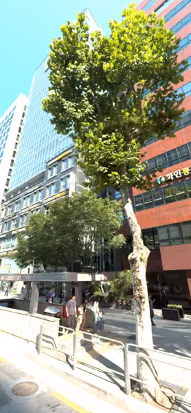 tree photo