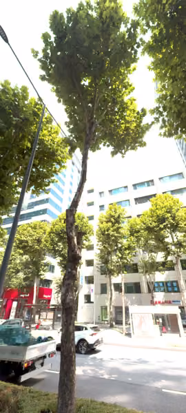 tree photo