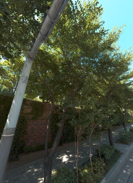 tree photo