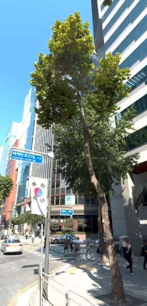 tree photo