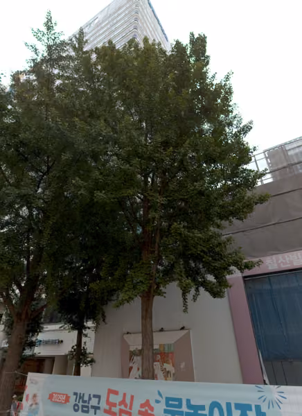 tree photo