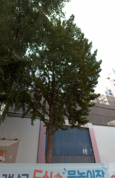 tree photo