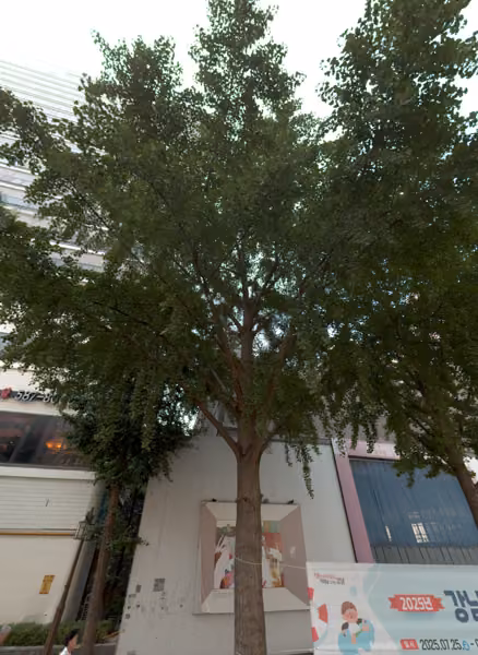 tree photo