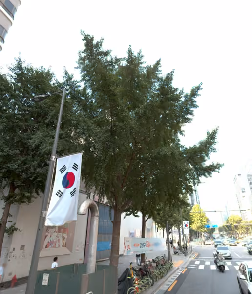 tree photo