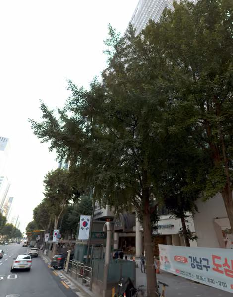tree photo