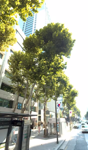 tree photo