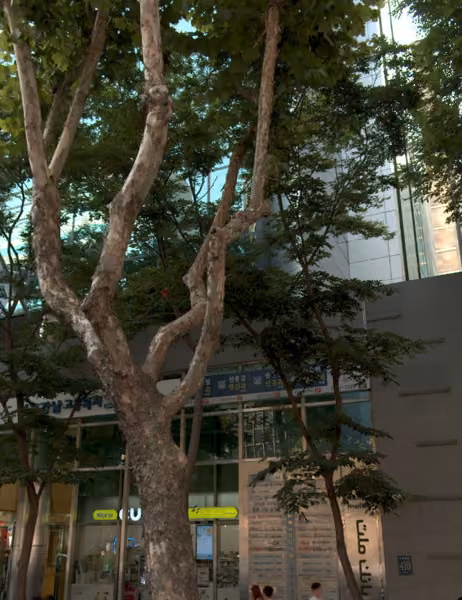 tree photo